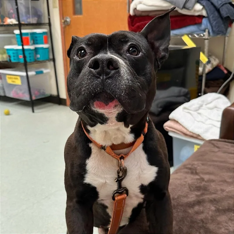 An adult medium-sized male Black Pit Bull Terrier dog named Ace $! for adoption in Springfield, MA