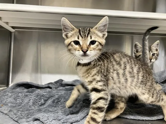 A baby medium-sized female Domestic Short Hair cat named Madonna for adoption in Tustin, CA