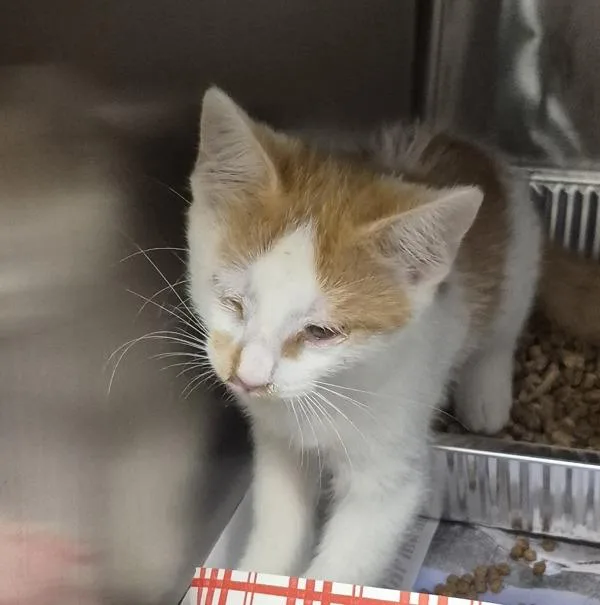 A baby small-sized male Domestic Short Hair cat named Pen  C Honeydew for adoption in Lawrenceville, GA