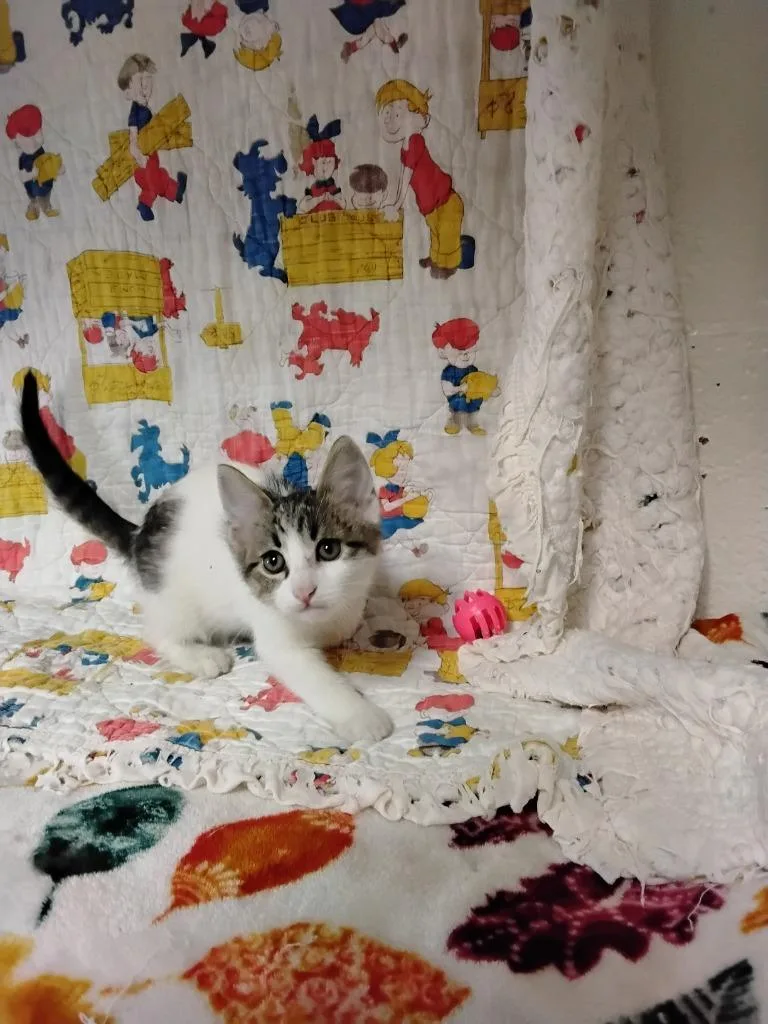 A baby small-sized male Domestic Short Hair cat named Lenny for adoption in Ada, OK