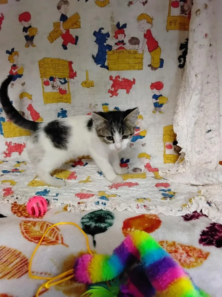 Lenny thumbnail 3