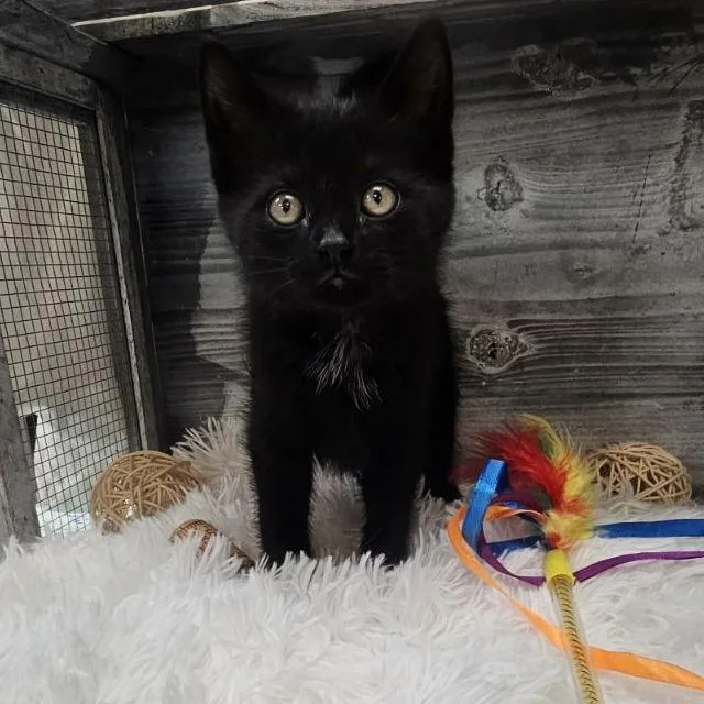 A baby small-sized male Black Domestic Short Hair cat named Wise Guy for adoption in Lynchburg, VA