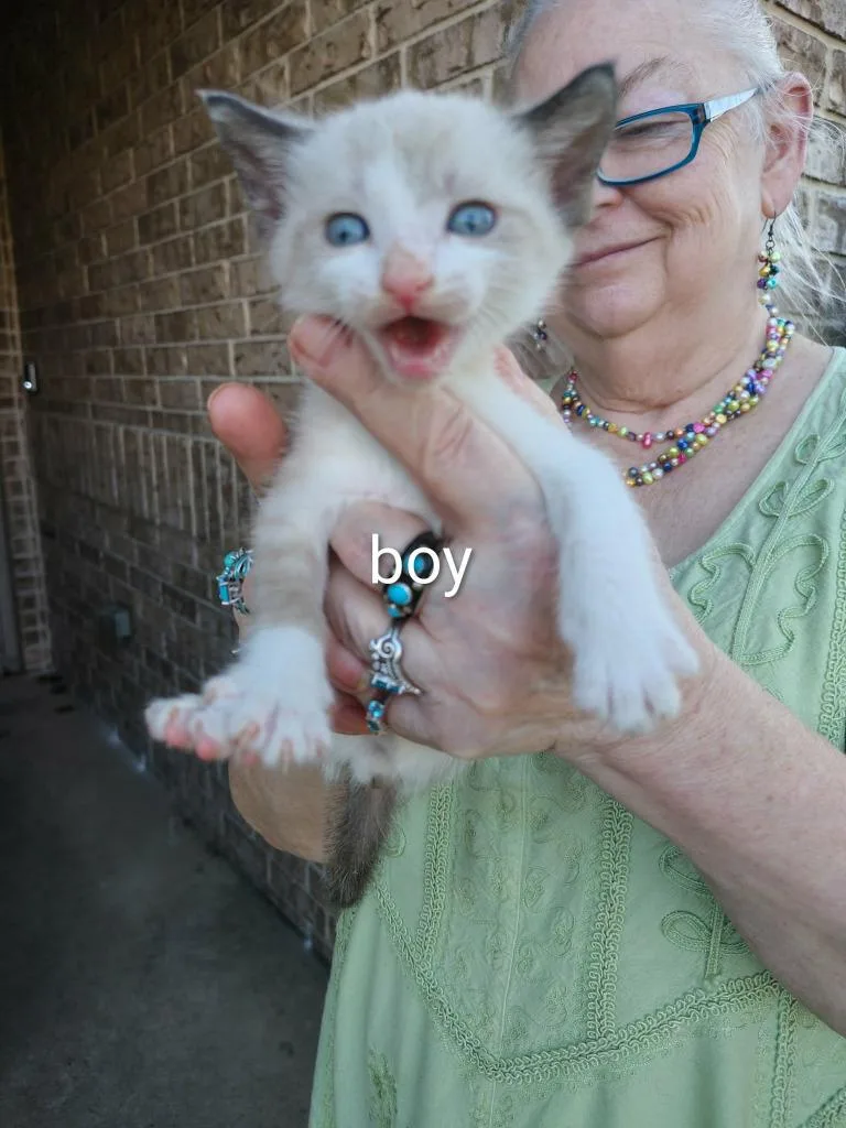 A baby small-sized male Siamese cat named Firefly for adoption in New Braunfels, TX