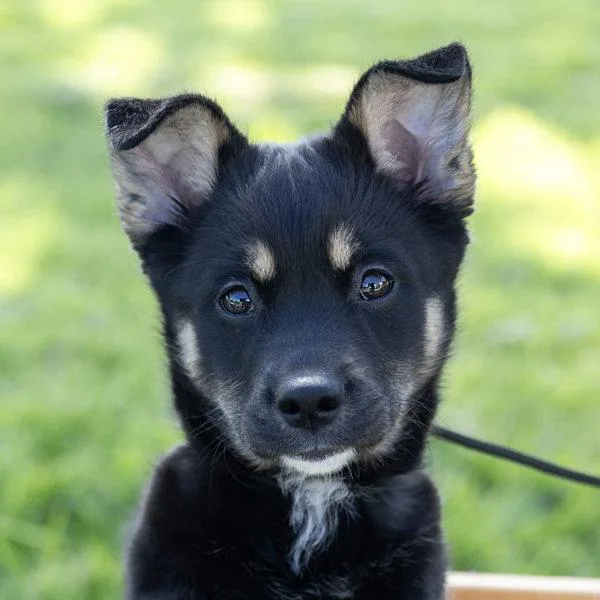 A baby small-sized female German Shepherd Dog dog named Vivi for adoption in Oakland, CA
