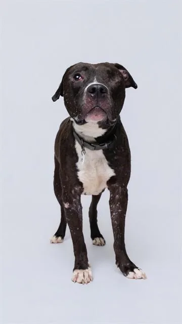 An adult medium-sized male Pit Bull Terrier dog named Aero for adoption in Upper Marlboro, MD