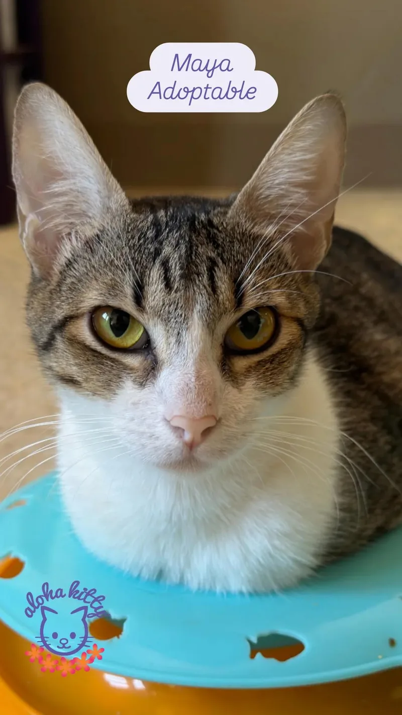 An adult medium-sized female Tabby (Buff / Tan / Fawn) Domestic Short Hair cat named Maya for adoption in Honolulu, HI