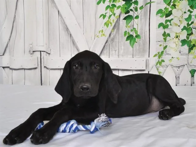 A baby small-sized male Weimaraner dog named Trigger for adoption in Oroville, CA