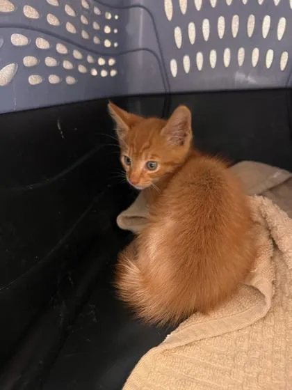 Munchkin