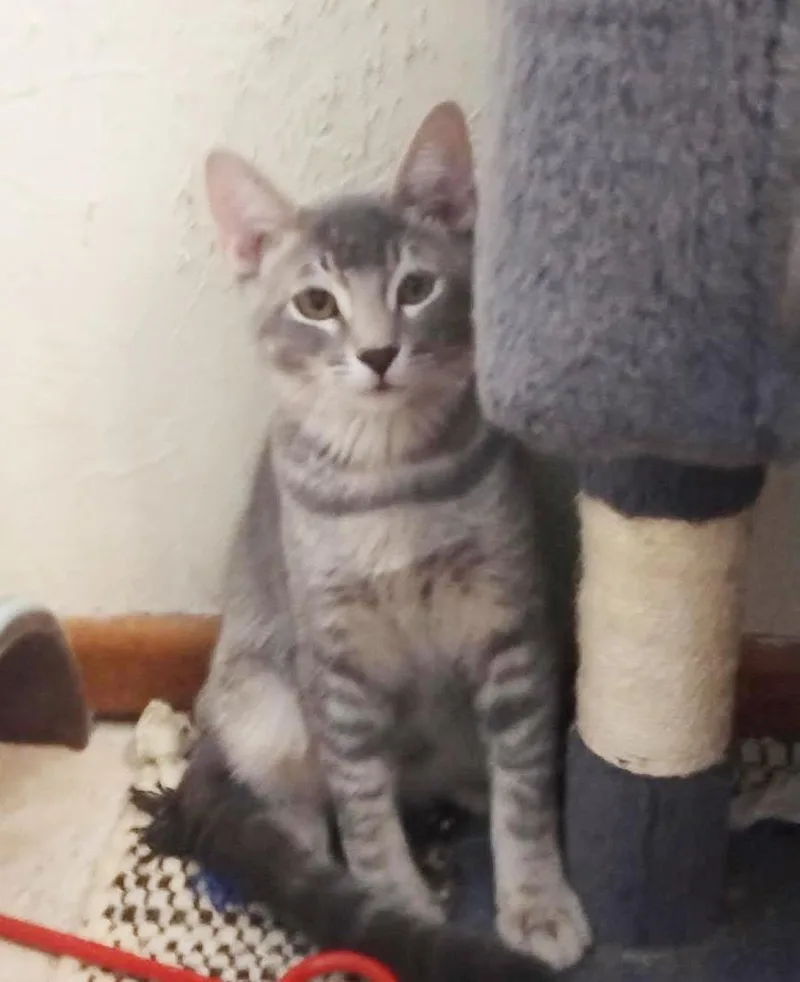 A baby medium-sized male Gray / Blue / Silver Domestic Short Hair cat named BooBerry Cereal for adoption in Chandler, AZ