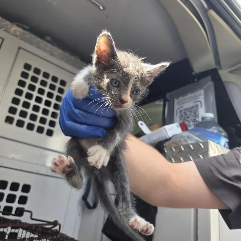 A baby small-sized male Gray / Blue / Silver Domestic Medium Hair cat named StraythSteet for adoption in Columbus, GA
