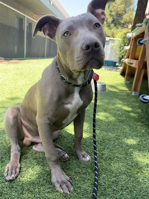 A young medium-sized male Pit Bull Terrier dog named Soba for adoption in San Jose, CA