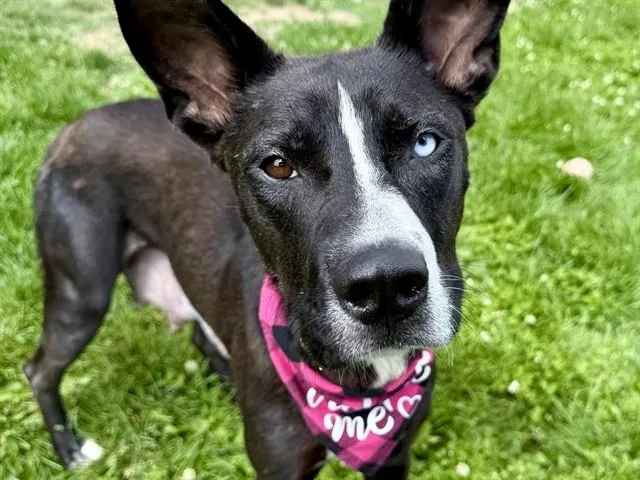 A young medium-sized female Siberian Husky dog named Lou for adoption in Colorado Springs, CO