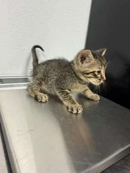 An adult small-sized male Domestic Short Hair cat named Dopey for adoption in Port Allen, LA