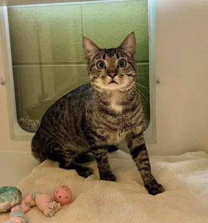 An adult medium-sized male Domestic Short Hair cat named Pepperoni for adoption in Fairfax, VA