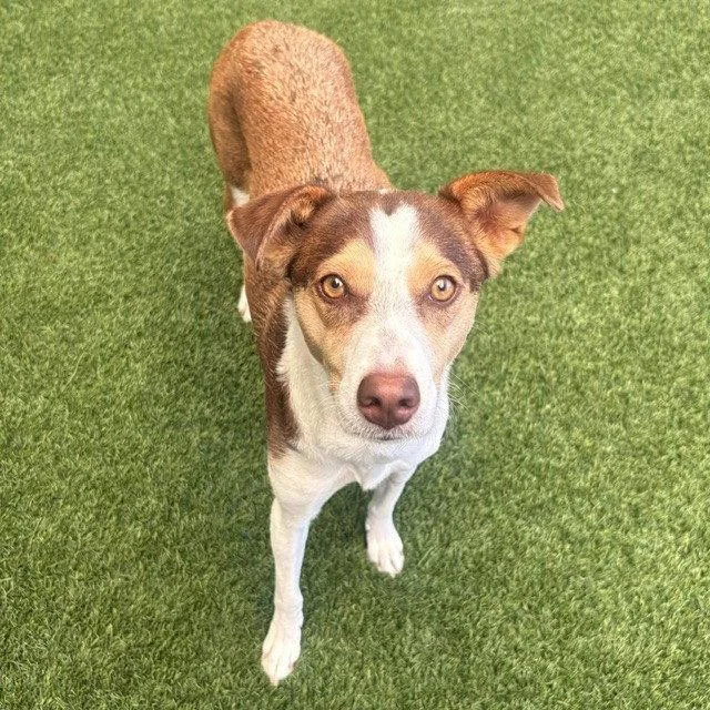 An adult medium-sized female Shepherd dog named Carmella for adoption in Burlingame, CA