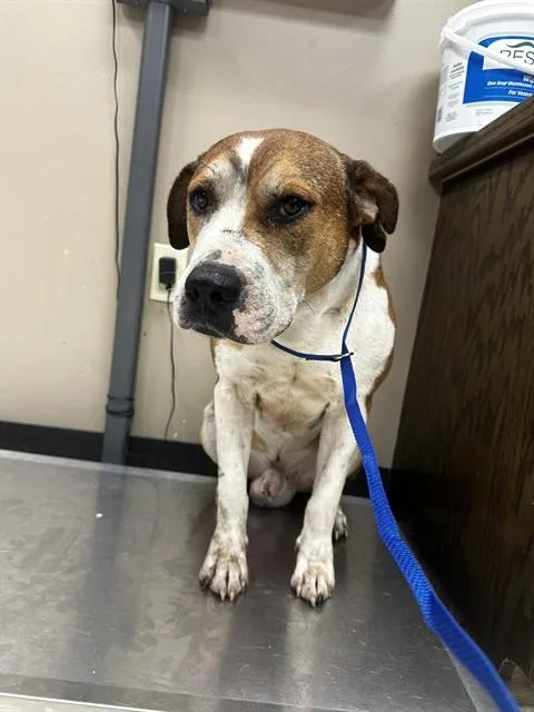An adult large-sized male American Staffordshire Terrier dog named A for adoption in Conroe, TX