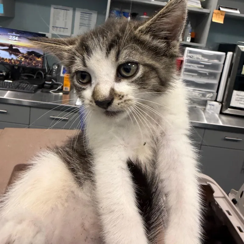 A baby small-sized female Brown / Chocolate Domestic Short Hair cat named Loofah for adoption in Greensboro, NC