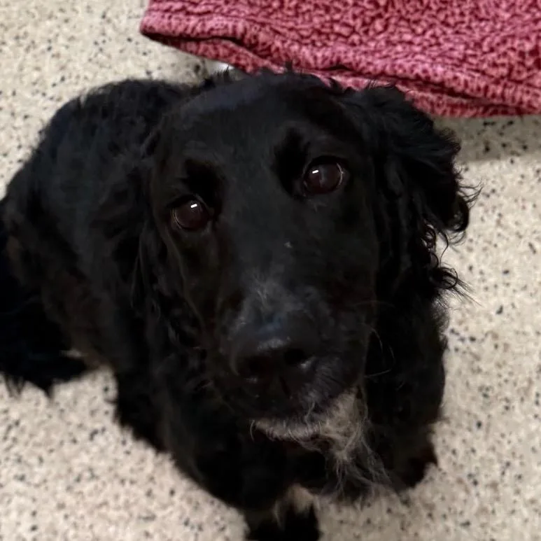 An adult medium-sized female Black Poodle dog named Little bit for adoption in Nashville, IN