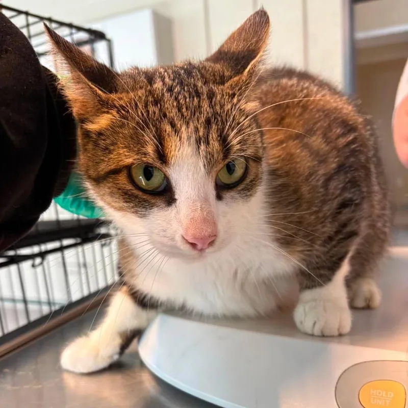 An adult medium-sized female Domestic Short Hair cat named Sheena for adoption in Huntington, WV