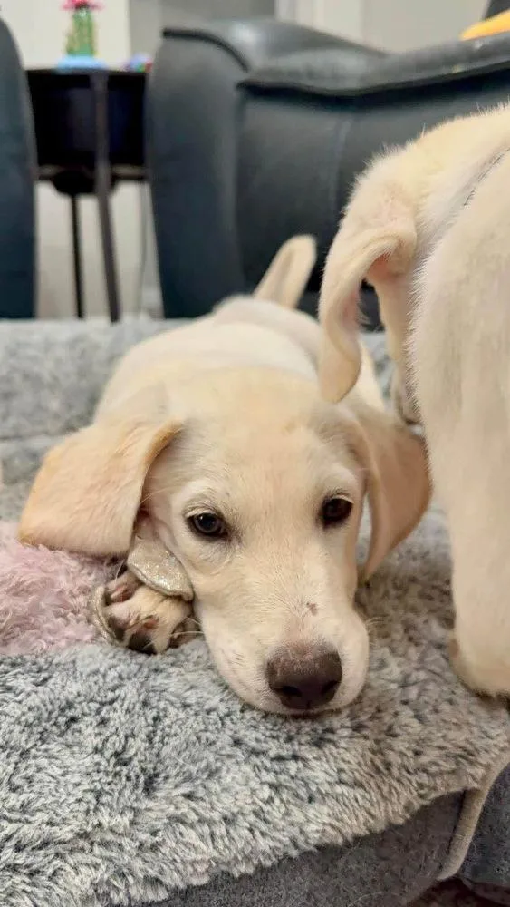 A baby large-sized male White / Cream Labrador Retriever dog named Ace for adoption in Shawnee, OK