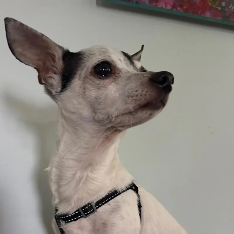 A senior small-sized male White / Cream Chihuahua dog named Diachi for adoption in Gulfport, MS