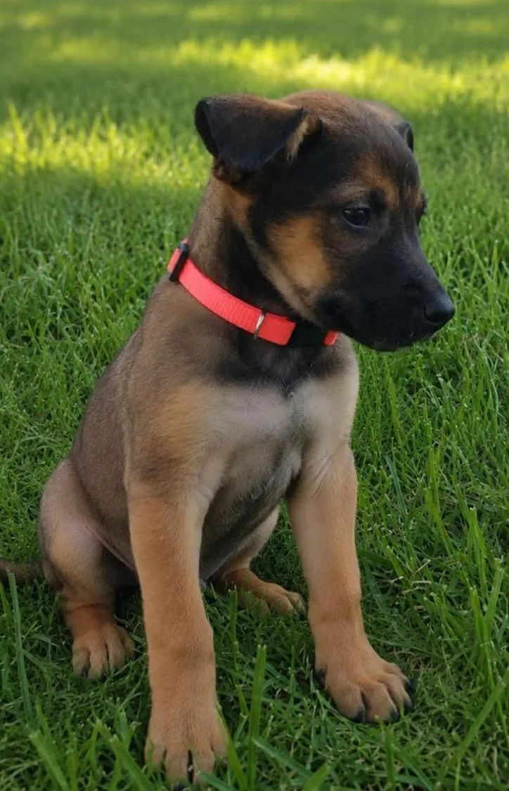 A baby large-sized female Black Mouth Cur dog named Sadie for adoption in McKinney, TX