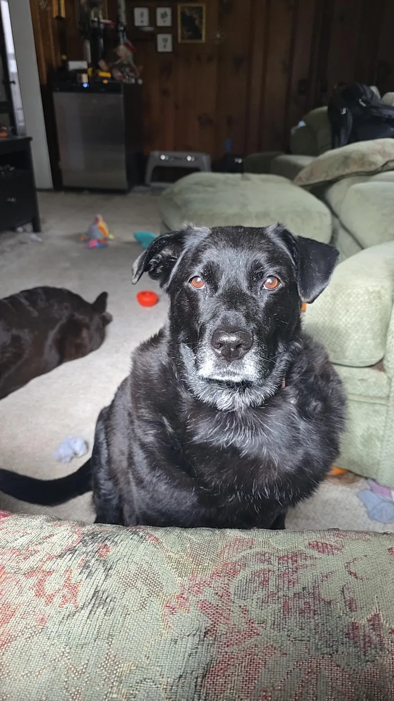 A senior large-sized female Black Labrador Retriever dog named Millie for adoption in Medina, OH