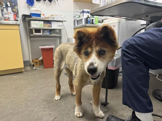 A senior large-sized female Siberian Husky dog named Pumkin for adoption in Los Angeles, CA