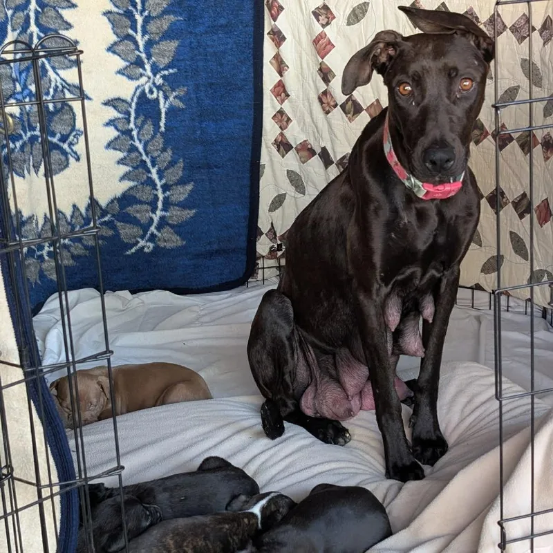 A young medium-sized female Black Doberman Pinscher dog named Emma Chino Hills for adoption in Chino Hills, CA