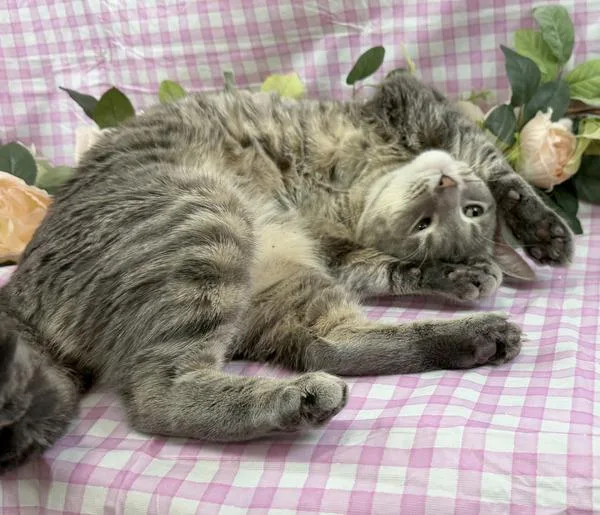 An adult large-sized male Domestic Short Hair cat named Kza for adoption in Upper Marlboro, MD