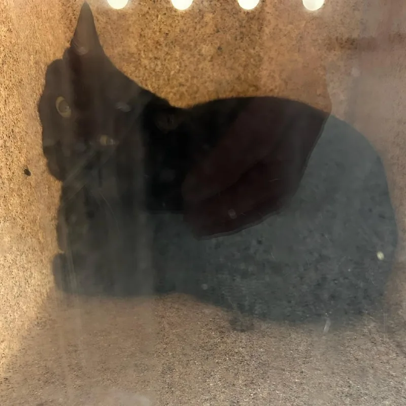 An adult medium-sized male Domestic Short Hair cat named Marz for adoption in Carlyle, IL