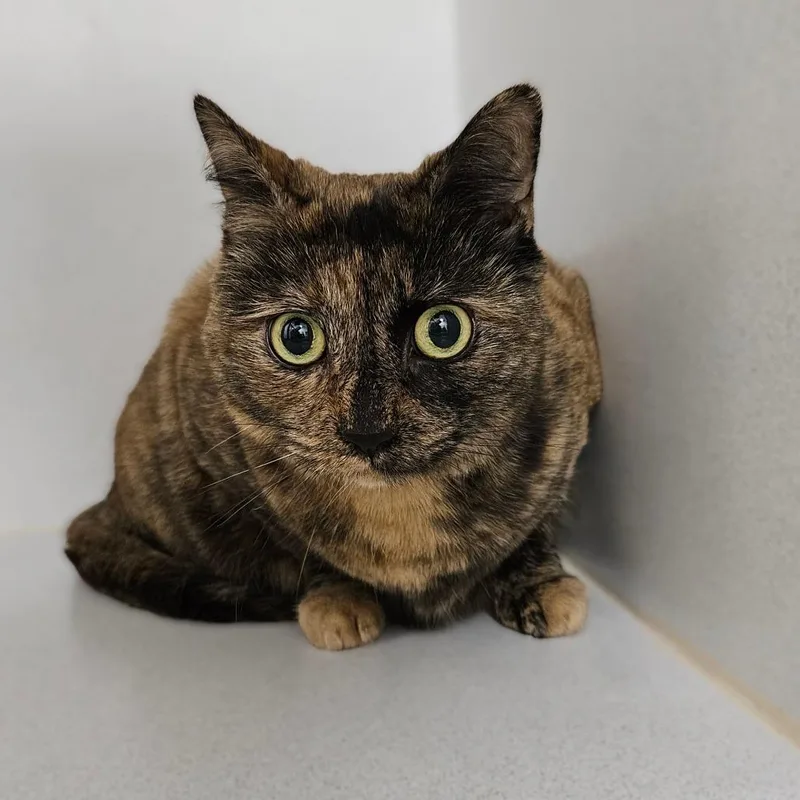 A senior large-sized female Tortoiseshell Domestic Medium Hair cat named Marley for adoption in Dover, NH