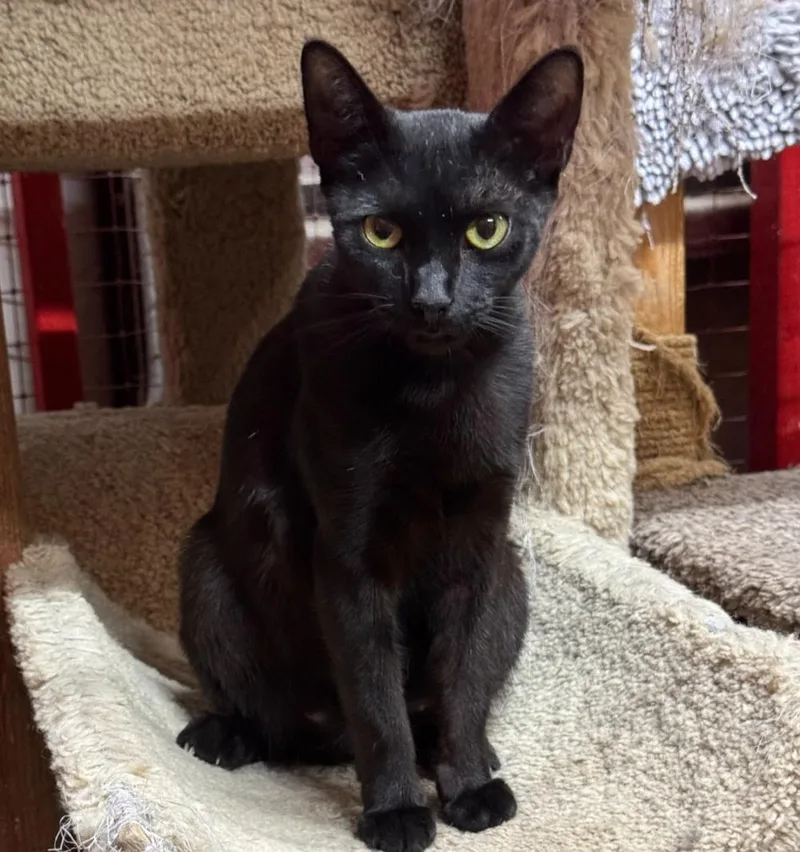 An adult medium-sized female Domestic Short Hair cat named Calista for adoption in Centerville, GA