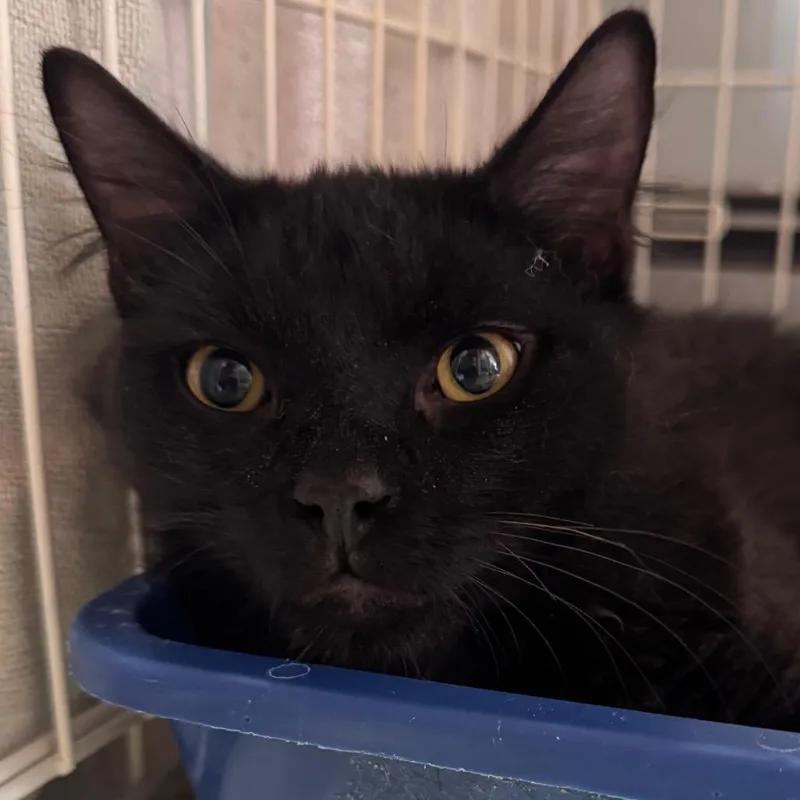 A young medium-sized male Black Domestic Medium Hair cat named Tyrese for adoption in Salisbury, MA