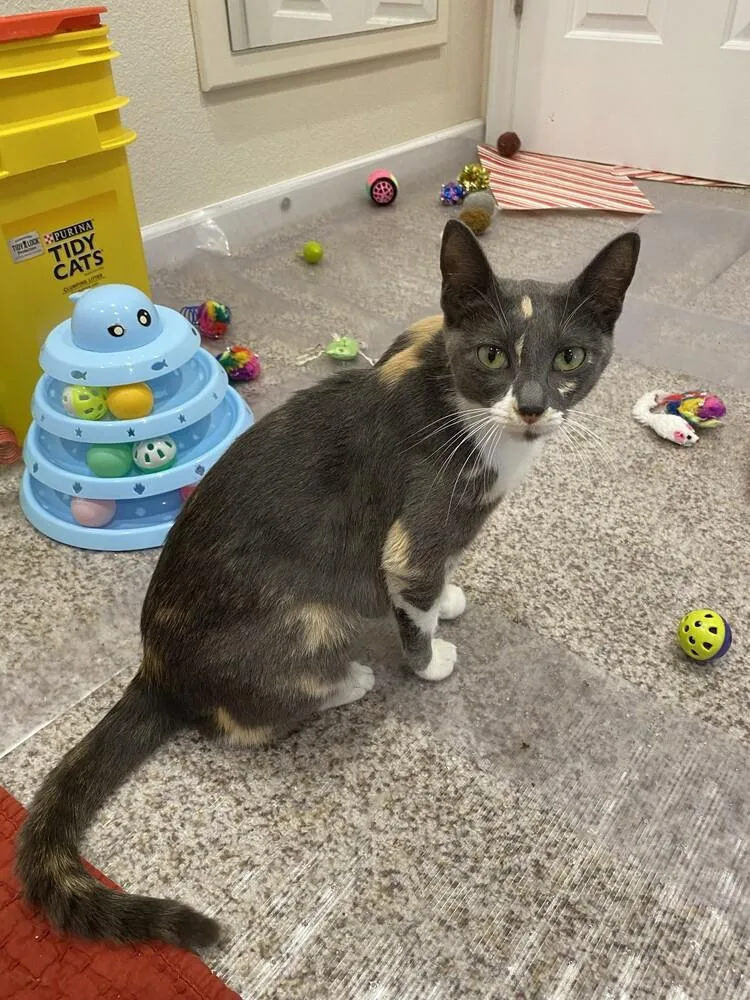 An adult medium-sized female Domestic Short Hair cat named Pretty for adoption in Aurora, CO
