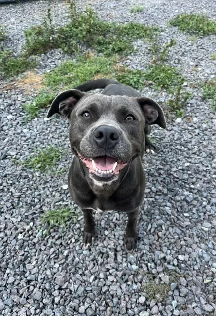 An adult large-sized female Tricolor (Brown, Black, & White) Pit Bull Terrier dog named Hershey for adoption in Mocksville, NC