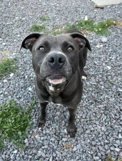 Hershey thumbnail 4