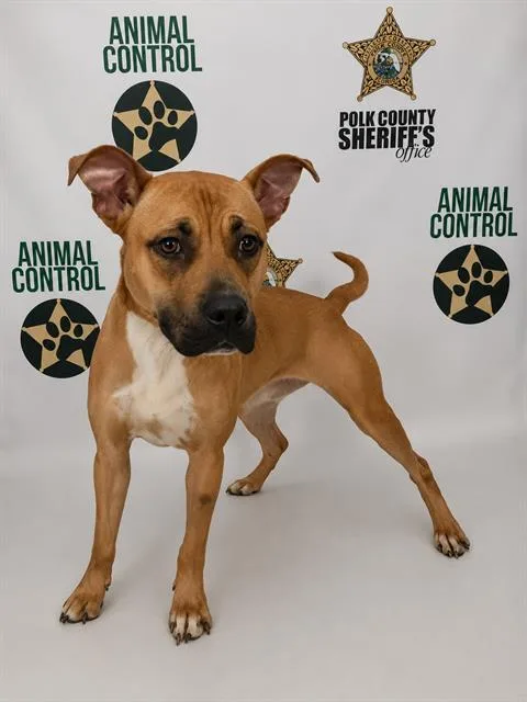 An adult medium-sized female American Bulldog dog named Goldie for adoption in Winter Haven, FL