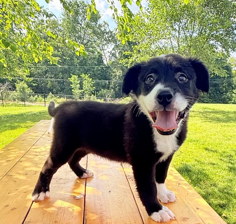 A baby medium-sized male Australian Shepherd dog named November for adoption in Wintersville, OH