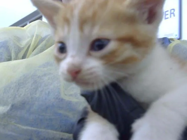 A baby medium-sized male Domestic Long Hair cat named Caramel for adoption in Dallas, TX