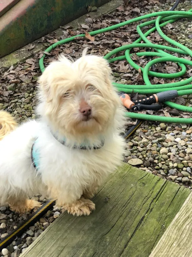 An adult small-sized female Havanese dog named Tulip In San Antonio for adoption in Livonia, MI