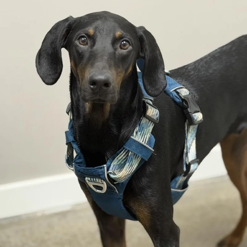 A young medium-sized male Black Doberman Pinscher dog named Clark for adoption in Midland, TX