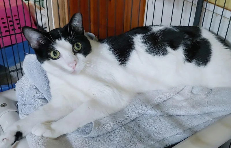 An adult medium-sized male Black & White / Tuxedo Domestic Short Hair cat named Jerry for adoption in Pompano Beach, FL