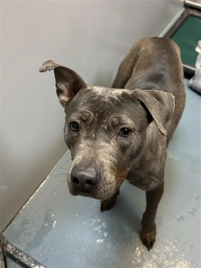 A young medium-sized female Staffordshire Bull Terrier dog named Misty for adoption in Houston, TX