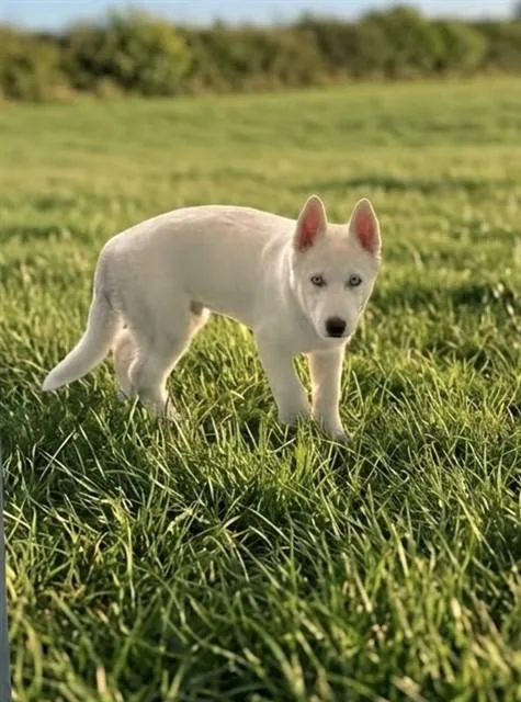 A baby small-sized male Siberian Husky dog named Finn for adoption in Baldwin Park, CA