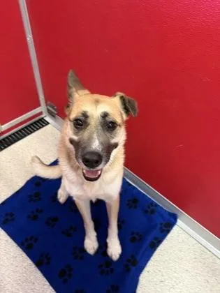 An adult large-sized female German Shepherd Dog dog named Remi for adoption in Pequot Lakes, MN