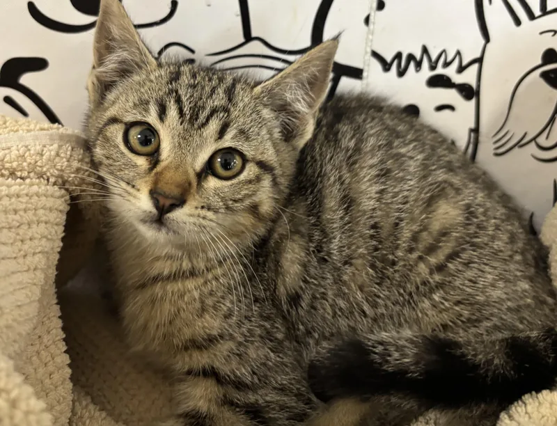 A baby small-sized female Domestic Short Hair cat named Jamie for adoption in San Pedro, CA