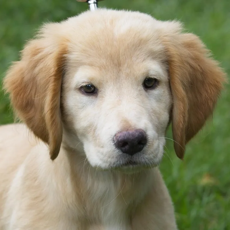 A baby medium-sized female Yellow / Tan / Blond / Fawn Golden Retriever dog named Fiona for adoption in South Elgin, IL