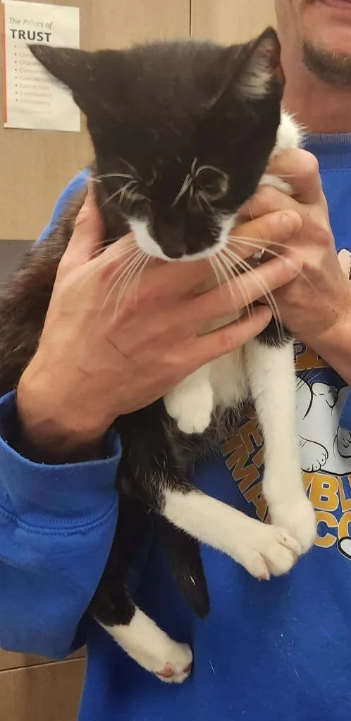 A young medium-sized female Domestic Short Hair cat named Bridget for adoption in Republic, MO