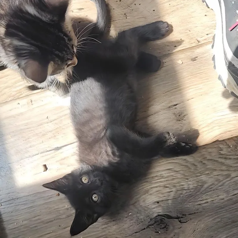 Black Ice thumbnail 2